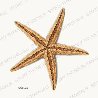 Sea Star — vintage botanical Shells of the Shore print on a white background