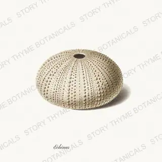 Urchin — vintage botanical Shells of the Shore print on a white background