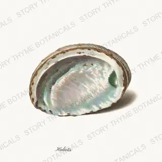 Abalone — vintage botanical Shells of the Shore print on a white background