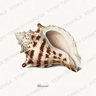 Triton — vintage botanical Shells of the Shore print on a white background