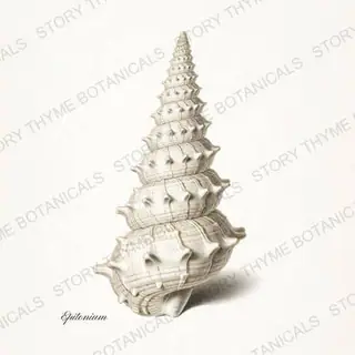 Wentletrap — vintage botanical Shells of the Shore print on a white background