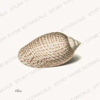 Olive — vintage botanical Shells of the Shore print on a white background