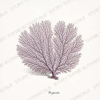 Sea Fan — vintage botanical Shells of the Shore print on a white background