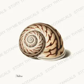 Moon Snail — vintage botanical Shells of the Shore print on a white background