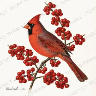 Cardinalis Ilex — vintage botanical Songbirds & Branches print on a white background