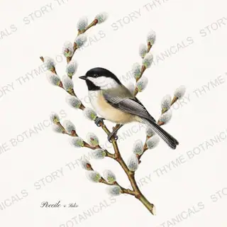 Poecile Salix — vintage botanical Songbirds & Branches print on a white background