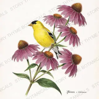 Spinus Echinacea — vintage botanical Songbirds & Branches print on a white background