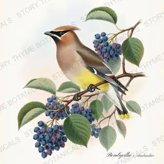 Bombycilla Amelanchier — vintage botanical Songbirds & Branches print on a white background