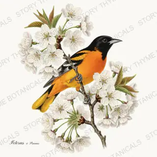 Icterus Prunus — vintage botanical Songbirds & Branches print on a white background