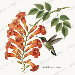 Archilochus Campsis — vintage botanical Songbirds & Branches print on a white background