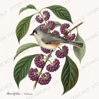 Baeolophus Callicarpa — vintage botanical Songbirds & Branches print on a white background