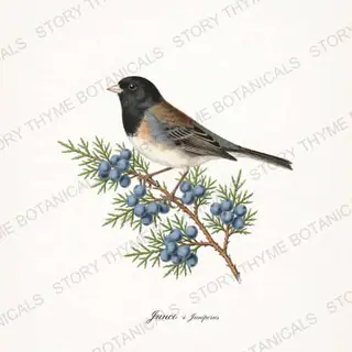 Junco Juniperus — vintage botanical Songbirds & Branches print on a white background
