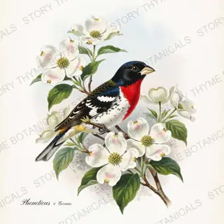 Pheucticus Cornus — vintage botanical Songbirds & Branches print on a white background