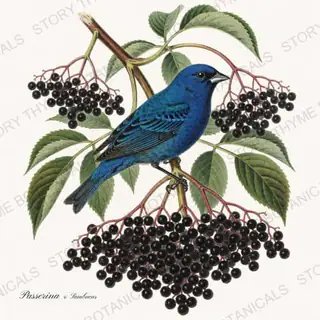 Passerina Sambucus — vintage botanical Songbirds & Branches print on a white background