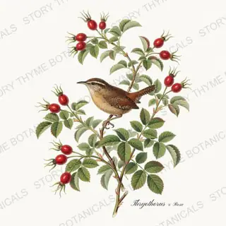 Thryothorus Rosa — vintage botanical Songbirds & Branches print on a white background