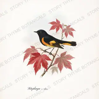 Redstart Maple — vintage botanical Songbirds & Branches Vol. 2 print on a white background