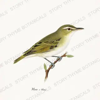 Vireo Elm — vintage botanical Songbirds & Branches Vol. 2 print on a white background