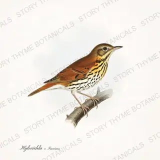 Thrush Ash — vintage botanical Songbirds & Branches Vol. 2 print on a white background
