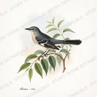 Mockingbird Hackberry — vintage botanical Songbirds & Branches Vol. 2 print on a white background