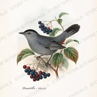Catbird Viburnum — vintage botanical Songbirds & Branches Vol. 2 print on a white background