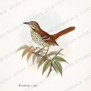 Thrasher Sumac — vintage botanical Songbirds & Branches Vol. 2 print on a white background