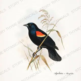 Blackbird Reed — vintage botanical Songbirds & Branches Vol. 2 print on a white background