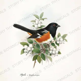 Towhee Snowberry — vintage botanical Songbirds & Branches Vol. 2 print on a white background