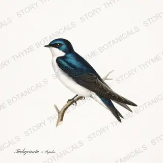Swallow Cottonwood — vintage botanical Songbirds & Branches Vol. 2 print on a white background
