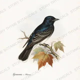 Kingbird Sycamore — vintage botanical Songbirds & Branches Vol. 2 print on a white background