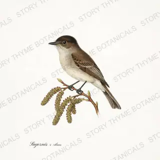 Phoebe Alder — vintage botanical Songbirds & Branches Vol. 2 print on a white background