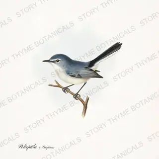 Gnatcatcher Hornbeam — vintage botanical Songbirds & Branches Vol. 2 print on a white background