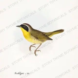Yellowthroat Grape — vintage botanical Songbirds & Branches Vol. 2 print on a white background