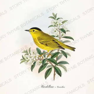 Warbler Ceanothus — vintage botanical Songbirds & Branches Vol. 2 print on a white background