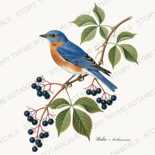 Bluebird Creeper — vintage botanical Songbirds & Branches Vol. 3 print on a white background