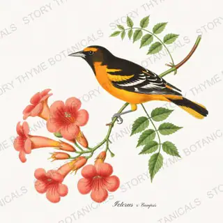 Oriole Trumpetvine — vintage botanical Songbirds & Branches Vol. 3 print on a white background