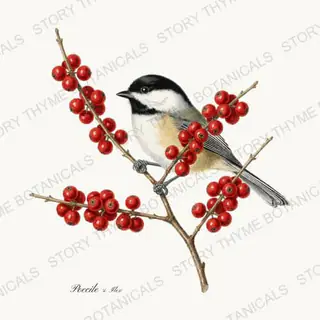 Chickadee Winterberry — vintage botanical Songbirds & Branches Vol. 3 print on a white background