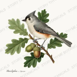 Titmouse Oak — vintage botanical Songbirds & Branches Vol. 3 print on a white background