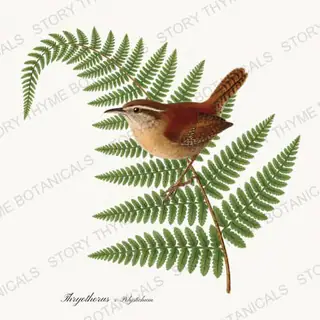 Wren Fern — vintage botanical Songbirds & Branches Vol. 3 print on a white background