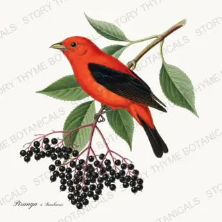 Tanager Elderberry — vintage botanical Songbirds & Branches Vol. 3 print on a white background