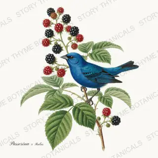 Bunting Blackberry — vintage botanical Songbirds & Branches Vol. 3 print on a white background