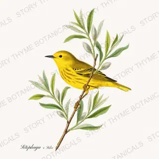 Warbler Willow — vintage botanical Songbirds & Branches Vol. 3 print on a white background