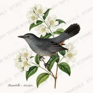 Catbird Mockorange — vintage botanical Songbirds & Branches Vol. 3 print on a white background