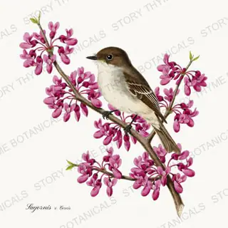Phoebe Redbud — vintage botanical Songbirds & Branches Vol. 3 print on a white background