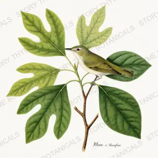 Vireo Sassafras — vintage botanical Songbirds & Branches Vol. 3 print on a white background