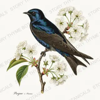 Martin Cherry — vintage botanical Songbirds & Branches Vol. 3 print on a white background