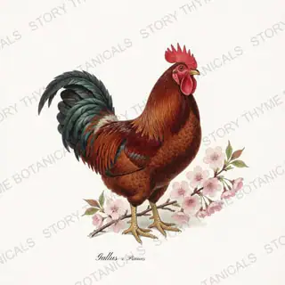 Rooster Cherry — vintage botanical Spring Blossom Roosters print on a white background