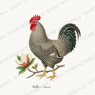 Rooster Magnolia — vintage botanical Spring Blossom Roosters print on a white background