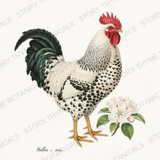 Rooster Appleblossom — vintage botanical Spring Blossom Roosters print on a white background