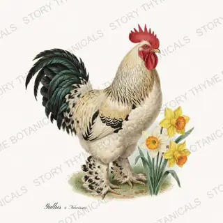 Rooster Daffodil — vintage botanical Spring Blossom Roosters print on a white background