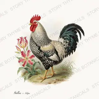 Rooster Tulip — vintage botanical Spring Blossom Roosters print on a white background